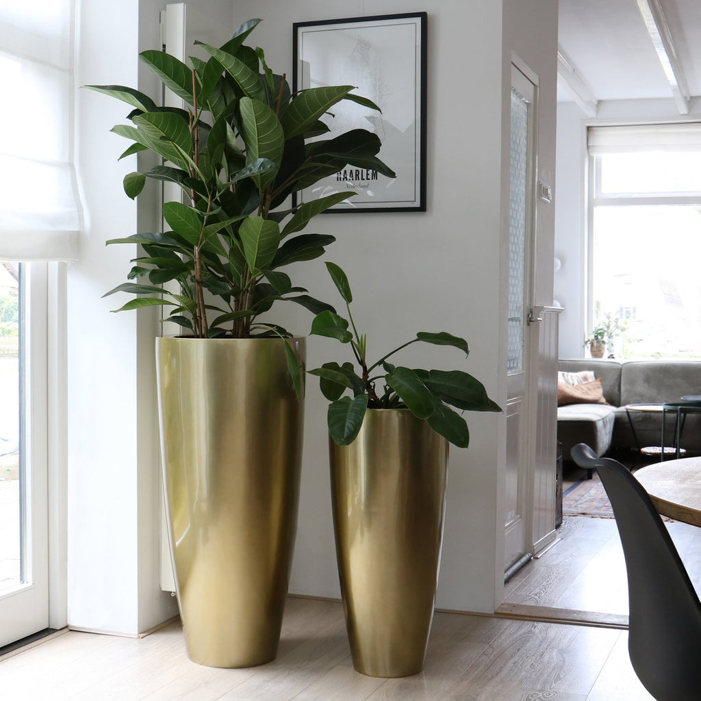 Plantnenpot - Kentucky Gold