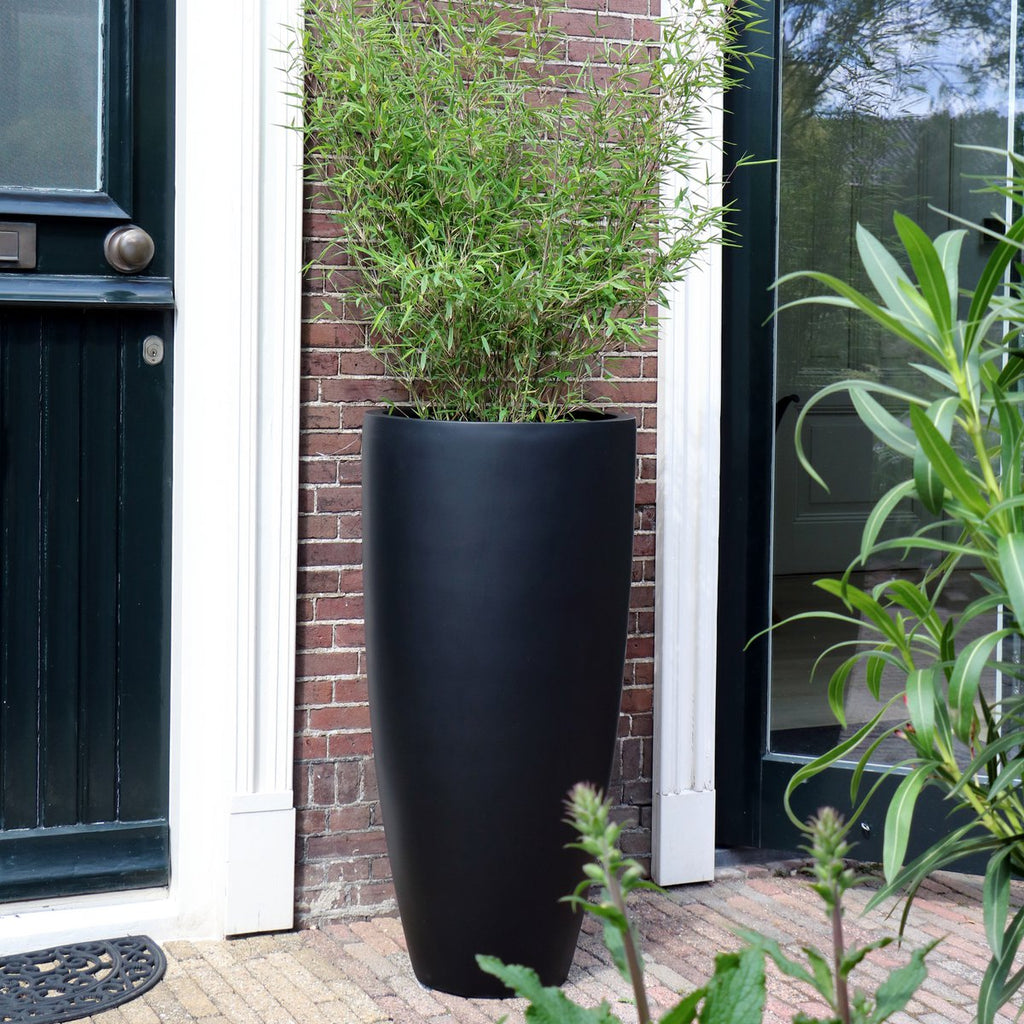 Plantnenpot - Kentucky Black