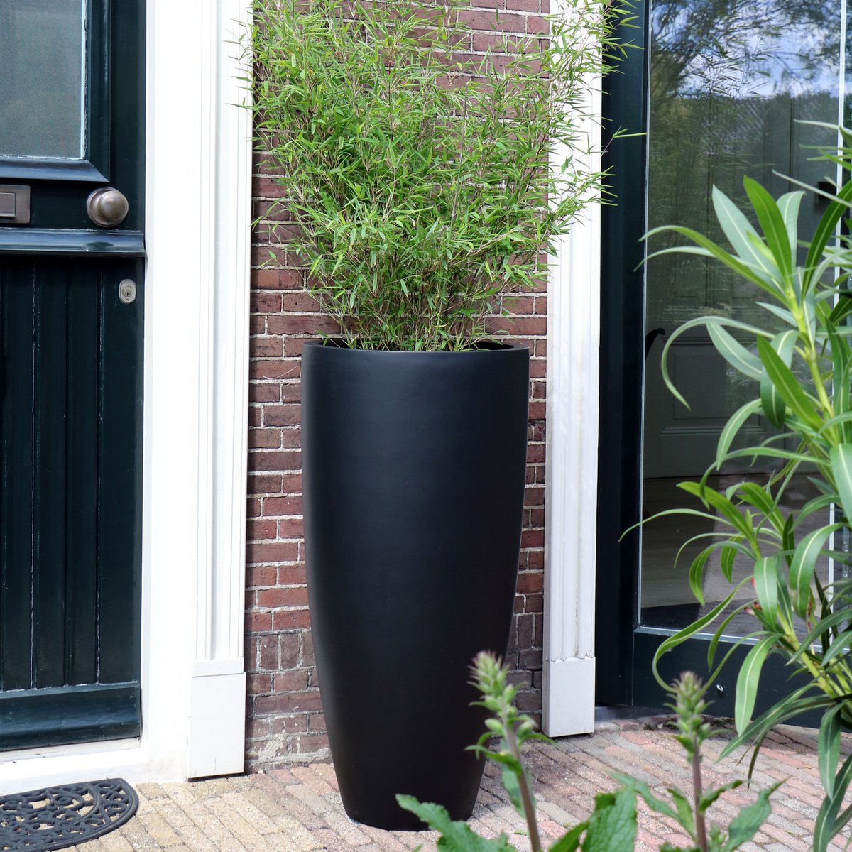 Plantnenpot - Kentucky Black