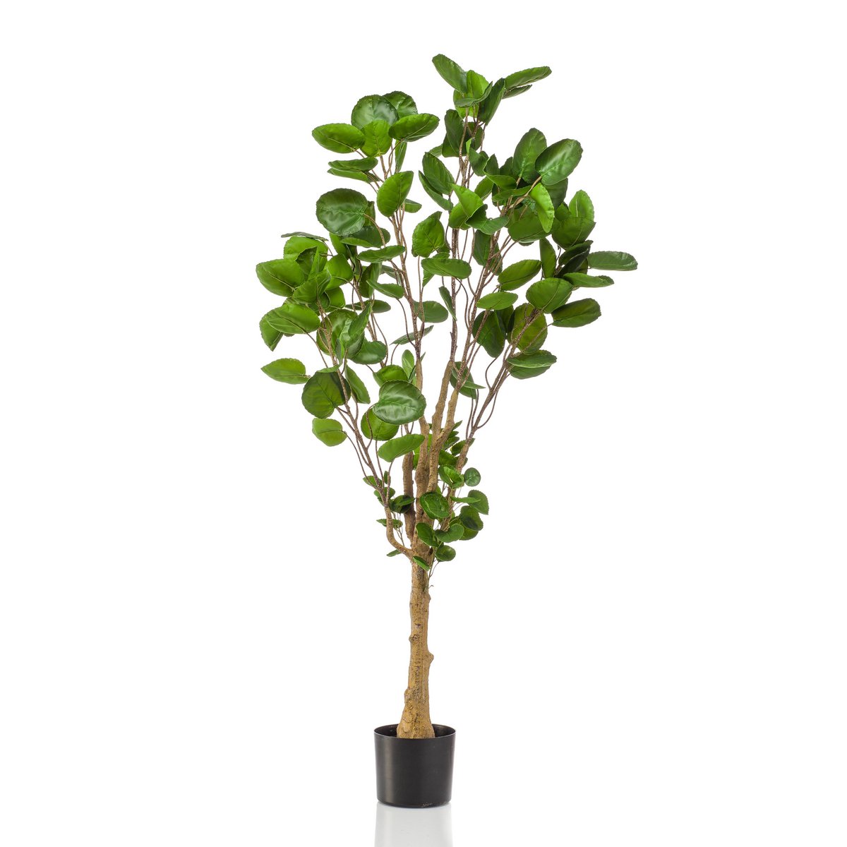 KUNSTPLANT - POLYSCIAS - ARALIA - 150 cm
