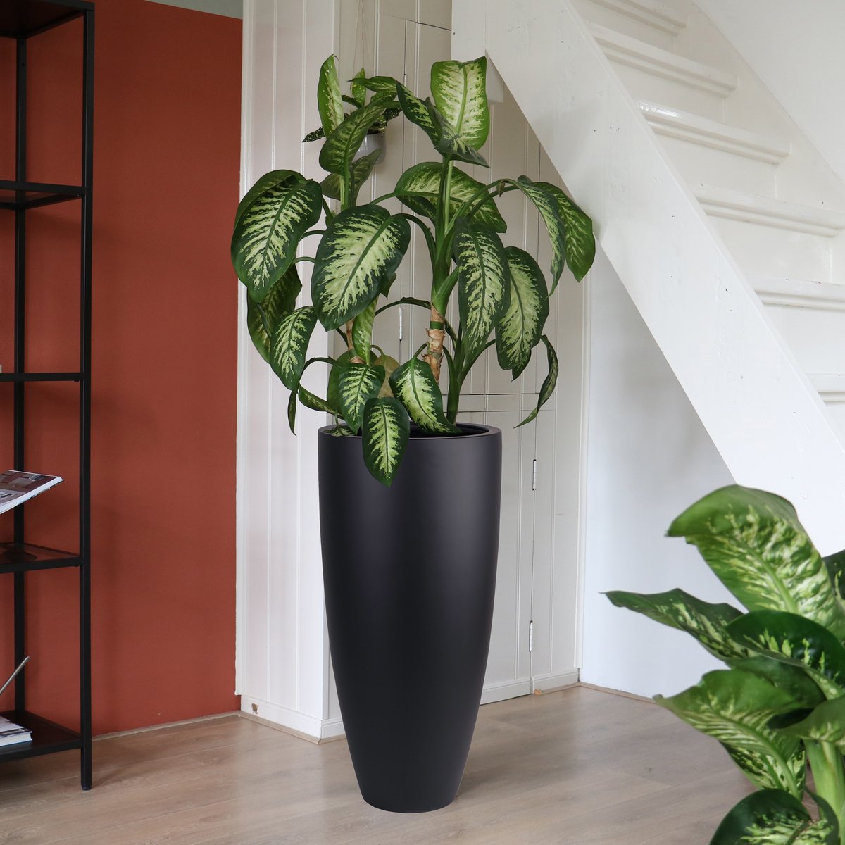 Plantnenpot - Kentucky Black