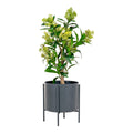 Skimmia-Baum – Grün, PE-Kunststoff, H:75 cm