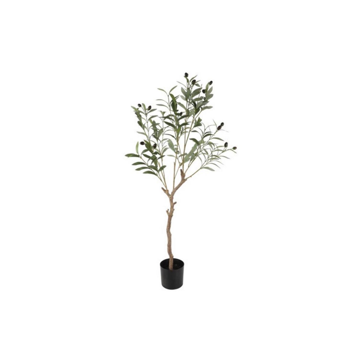 Olivenbaum -Olea Europaea l 105 cm