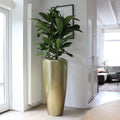 Plantnenpot - Kentucky Gold