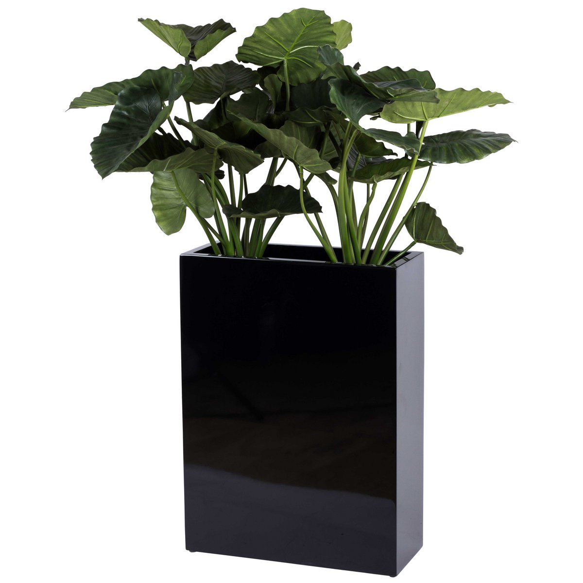 Plantnenbak - South Dakota