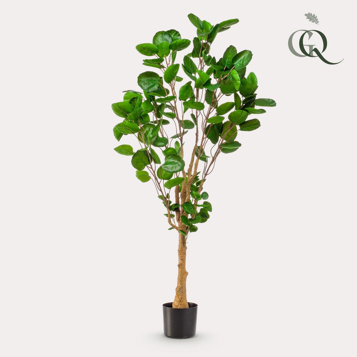 KUNSTPLANT - POLYSCIAS - ARALIA - 150 cm