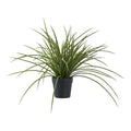 Gras