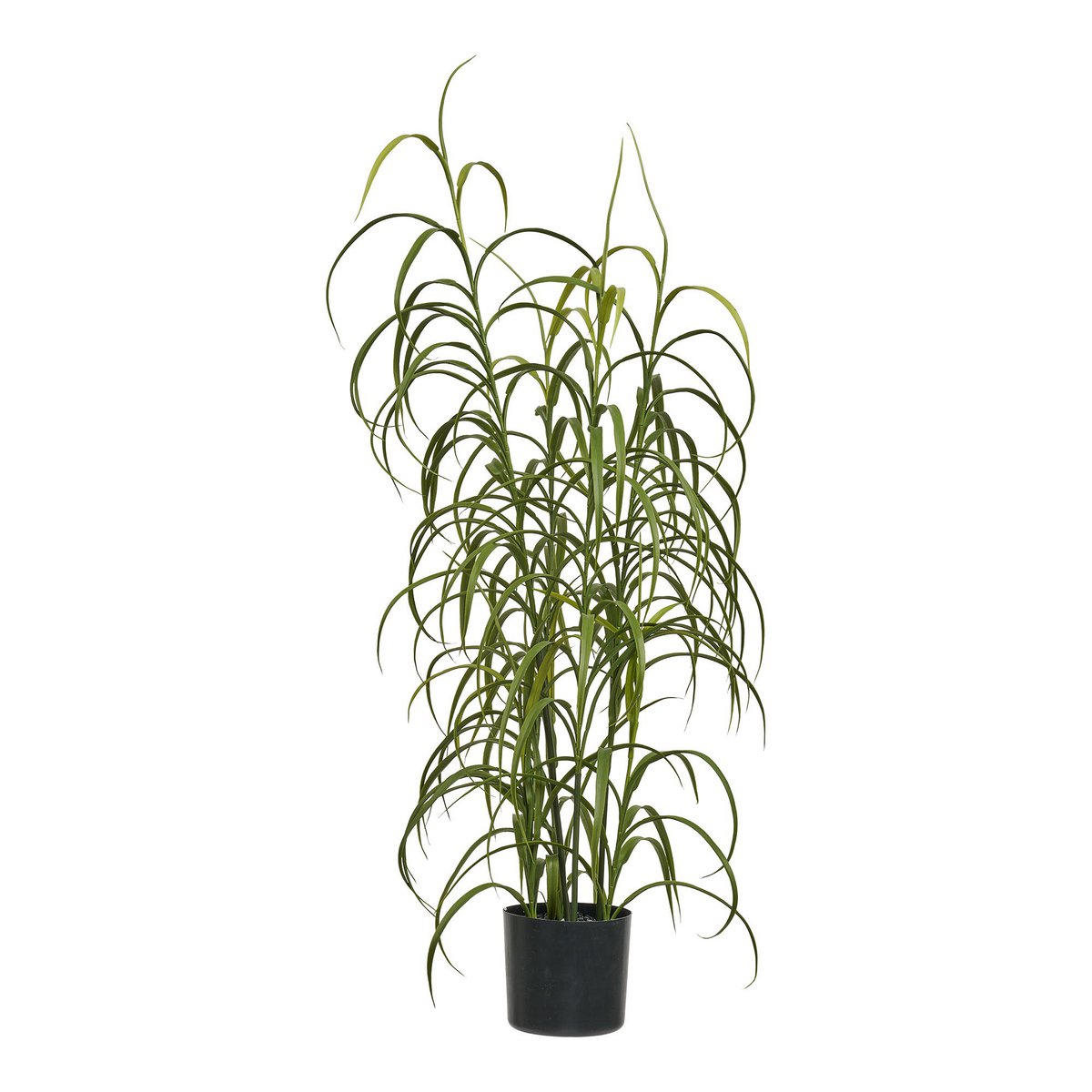 Graspflanze, grün, H:68 cm