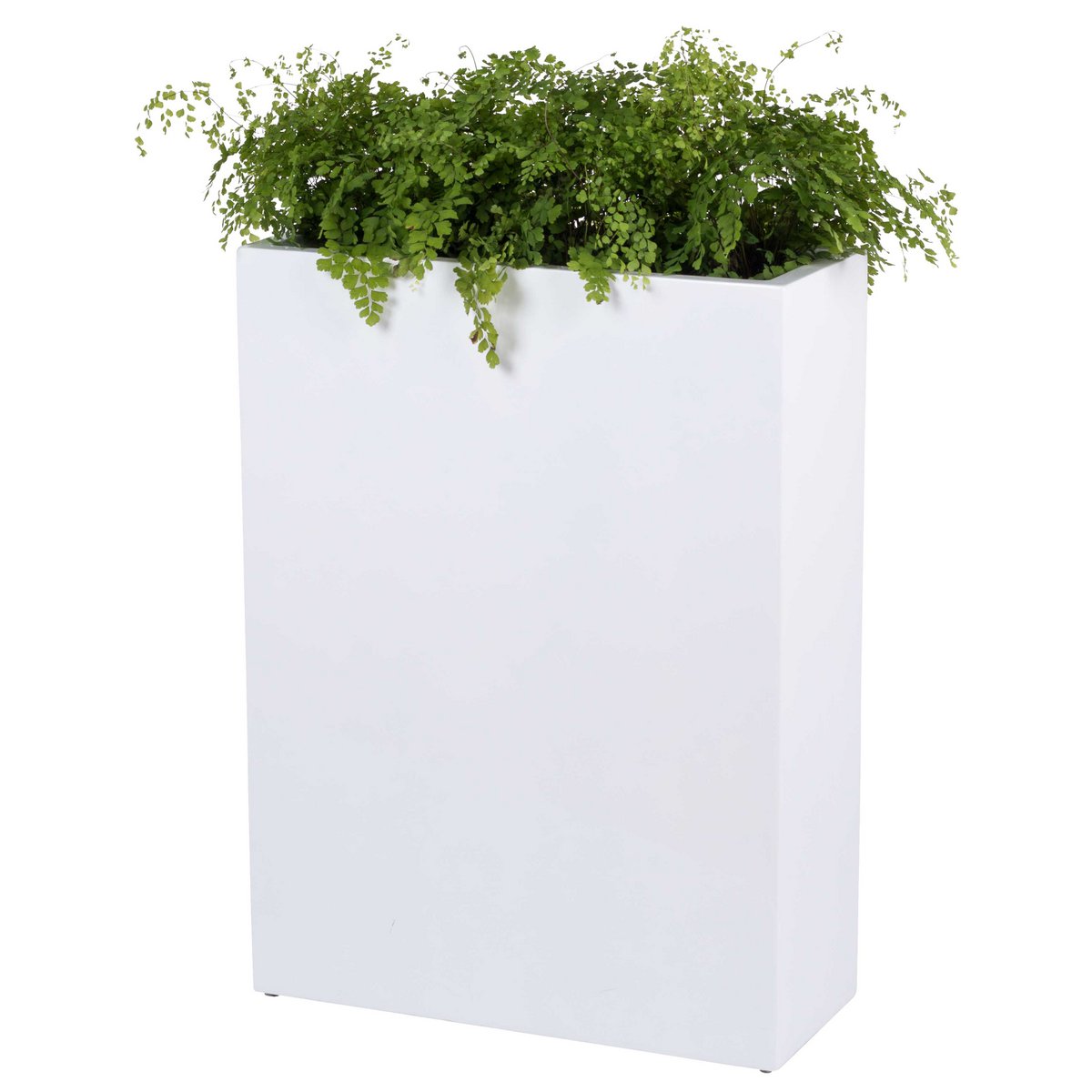 Plantnenbak - South Dakota